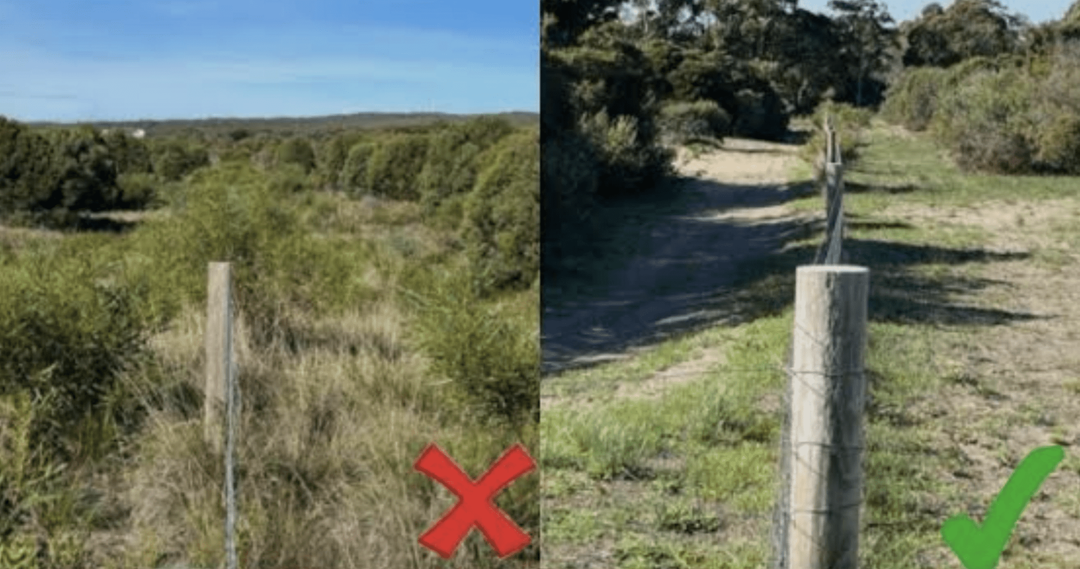 Fire break cleared through dense vegetation