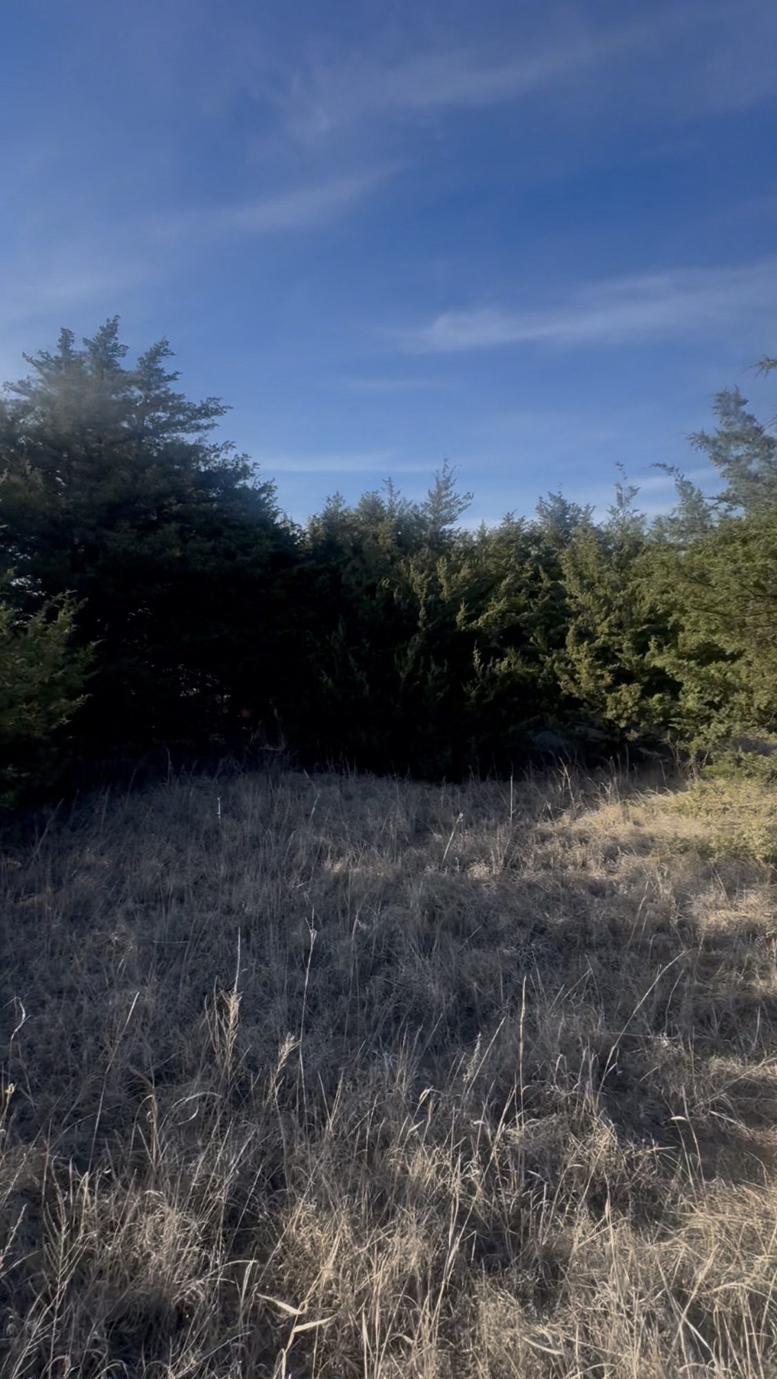 Before — cedar and dense brush encroaching on ranch property in Fort Gibson, Muskogee County, Oklahoma