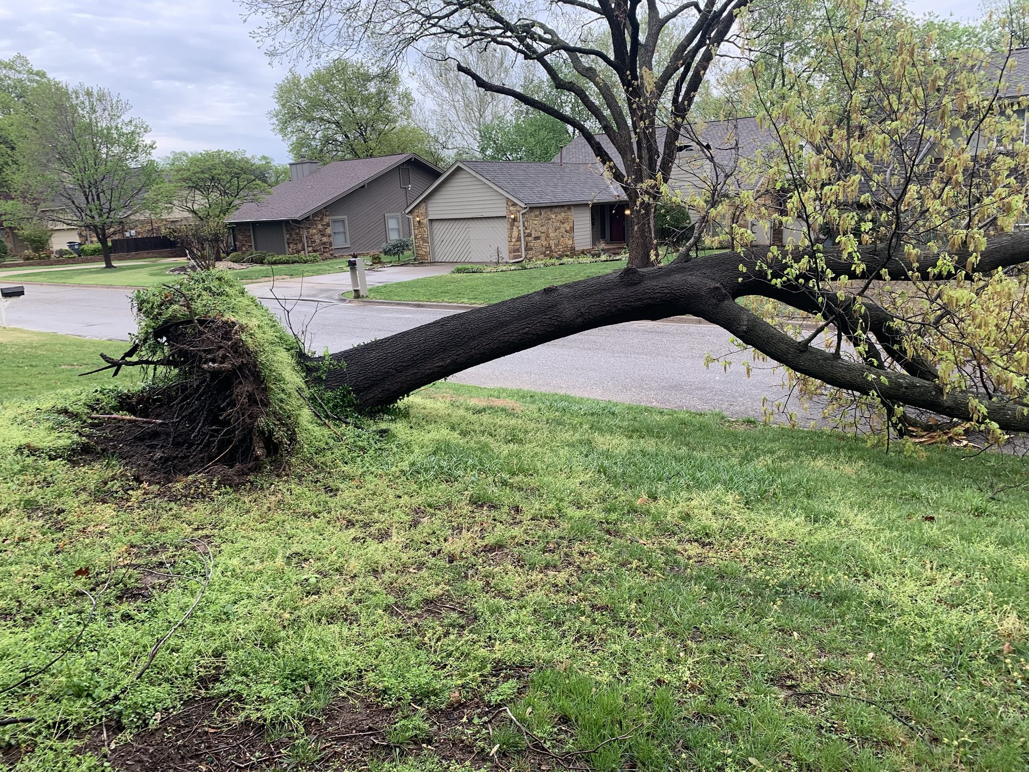 Before — fallen tree from storm damage on residential property in Tulsa, Oklahoma