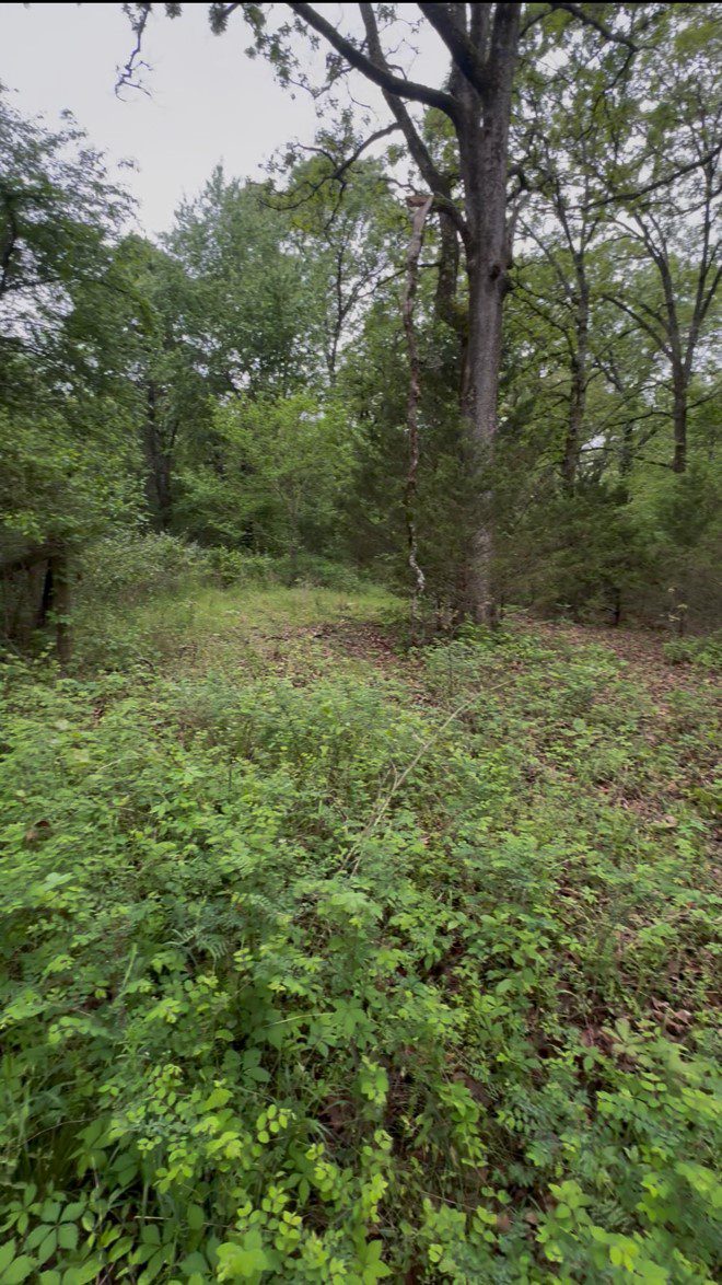 Before forestry mulching — dense brush and overgrown vegetation on property in Tahlequah, Oklahoma